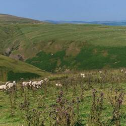 Sheep are almost everywhere on this walk