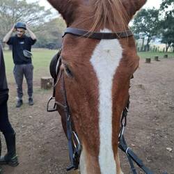 Amarula