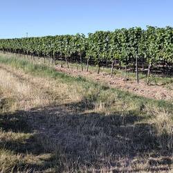 ab durch die Weinberge
