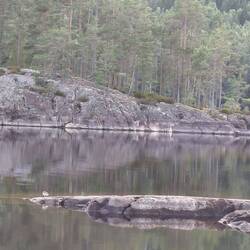 Wasserläufer