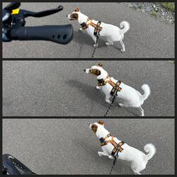 Am Fahrrad laufen klappt gut 👍, im Anhänger nur Gejammer 🫤