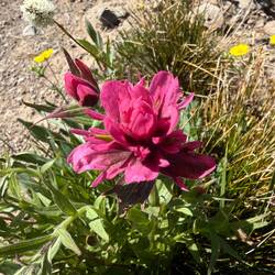 Diese Blumen haben in dieser Region eine andere Farbe. 😍