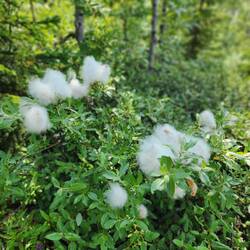 The fluff that made it look like it was snowing in Anchorage. It's still on the trees here.