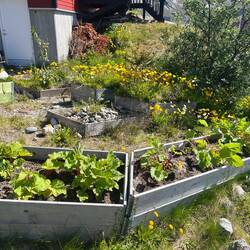 Gardening in Greenland is a thing.
