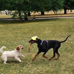 Roxy found a playmate!