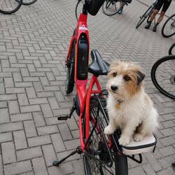 My trusty steed....and Roxy