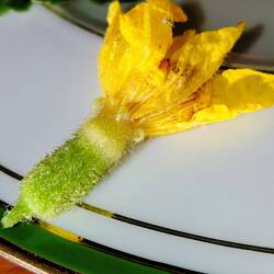 A petite zucchini flower stuffed with a tiny tomato coulis