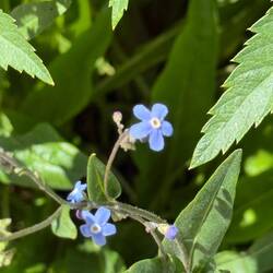 Hackelia Micrantha