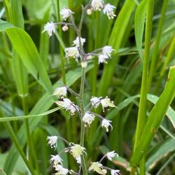 Threeleaf Foamflower