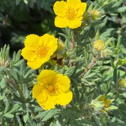 Shrubby Cinquefoil