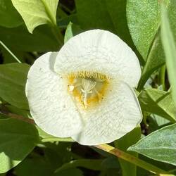 Calochortus subalpinus