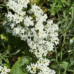 Northern Bedstraw
