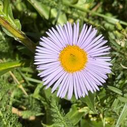 Fleabane