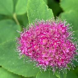 Dense-flowered Spiraea