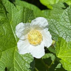 Thimbleberry