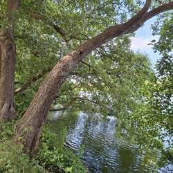 Schlossinselufer