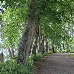 Alte Weißbuchen als Inselrahmen