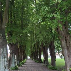 Alte Lindenallee im Schlosspark