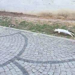 Nebenbei wurden Katzenkämpfe verfolgt 🐈 vs. 🐈‍⬛