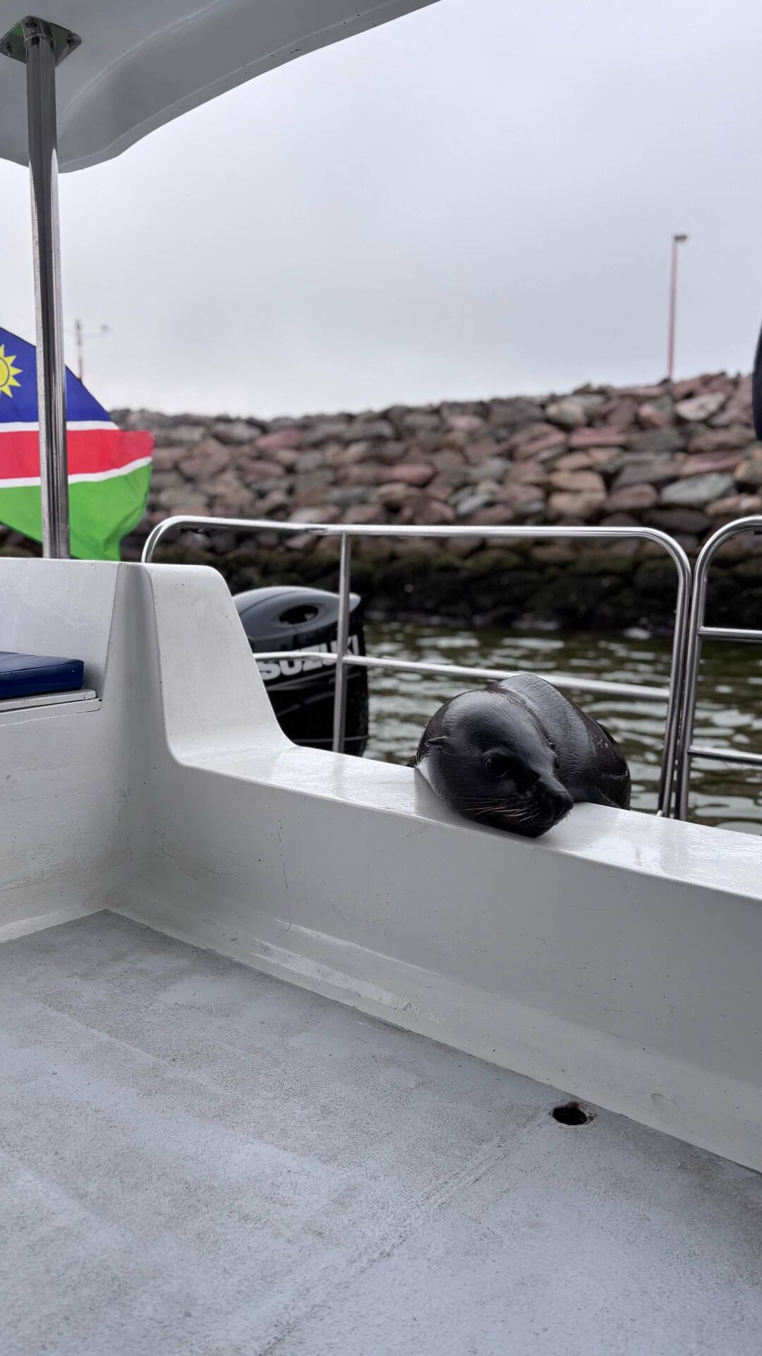 Robbe wo üs ufem Boot empfange het