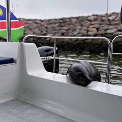 Robbe wo üs ufem Boot empfange het