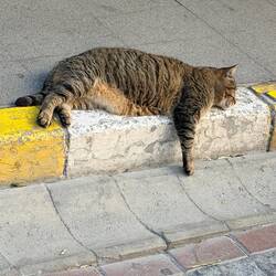 Einfach so faul rumliegen und das Gewusel beobachten 😺