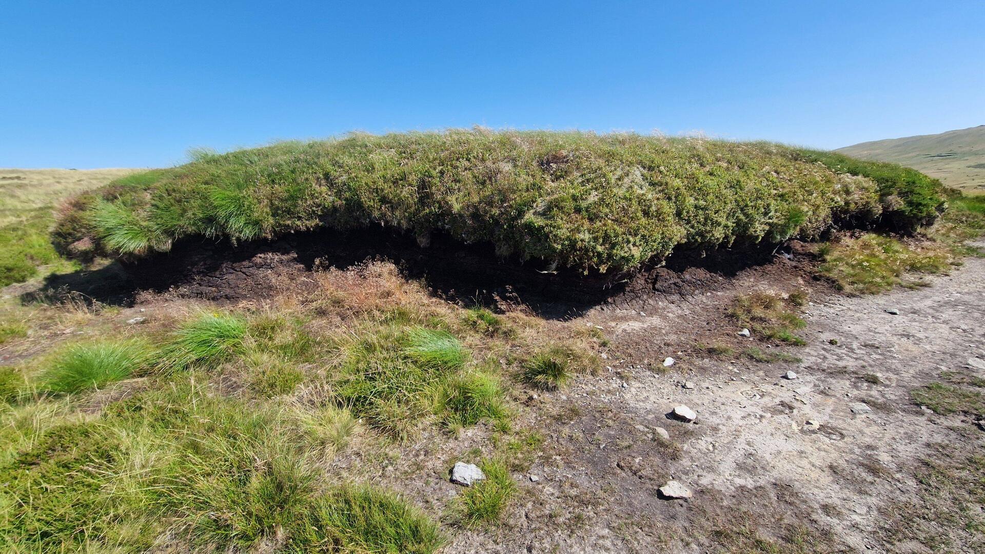 What are these isolated structures of vegetation?