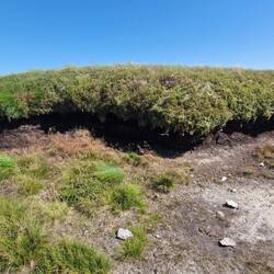 What are these isolated structures of vegetation?