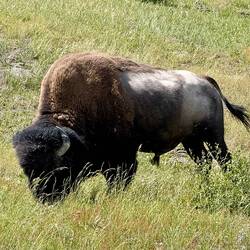 ❤️ ein Bison ❤️