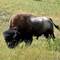 ❤️ ein Bison ❤️
