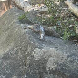 Squirrel sploot, cooling down in the heat