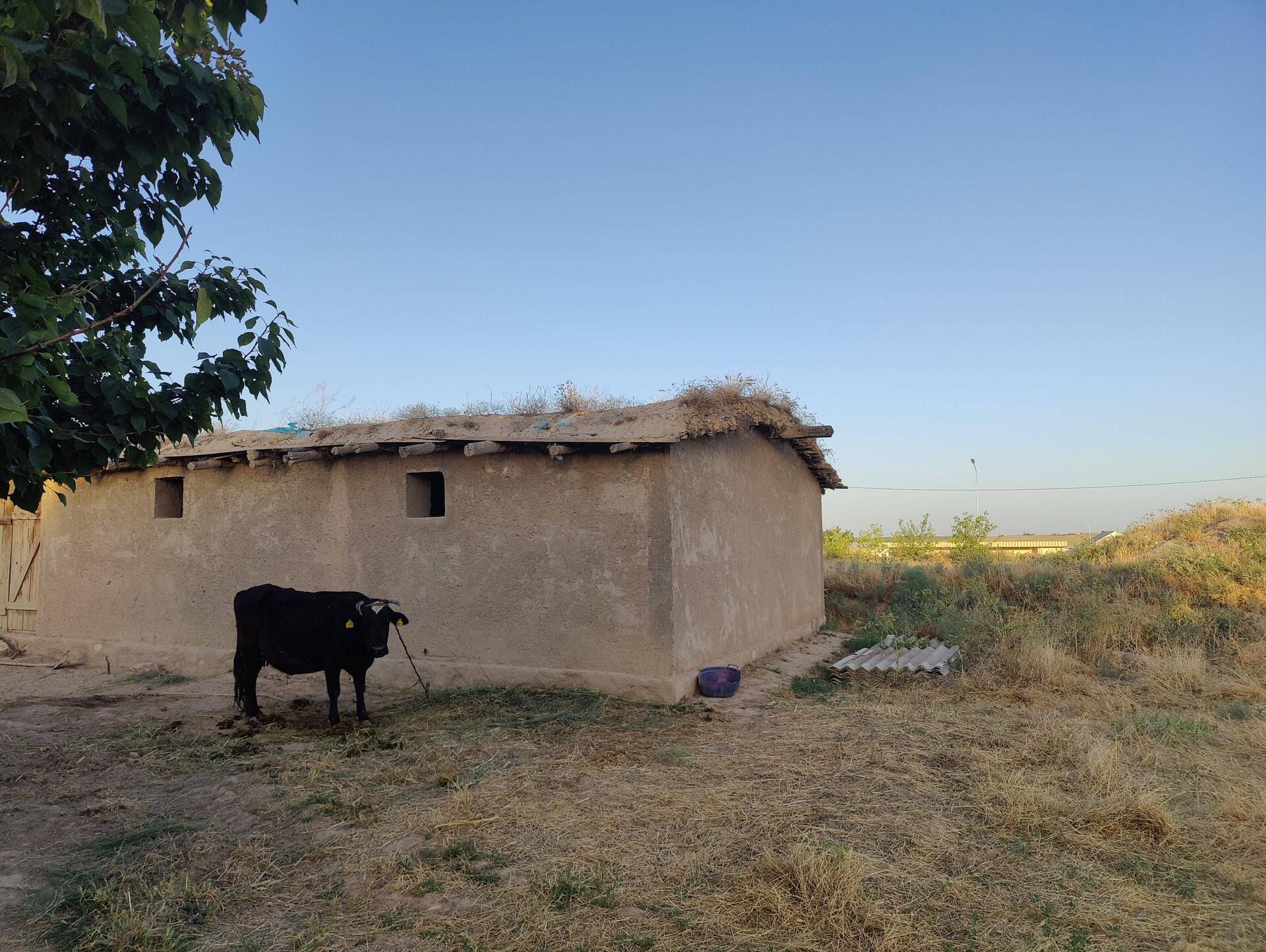 La grange en briques de terre et la vache de la famille !