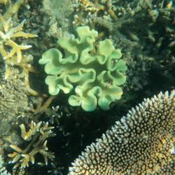 Snorkling ved Hook Reef