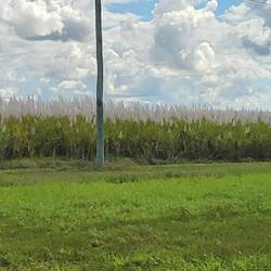 Land of Sugarcanes