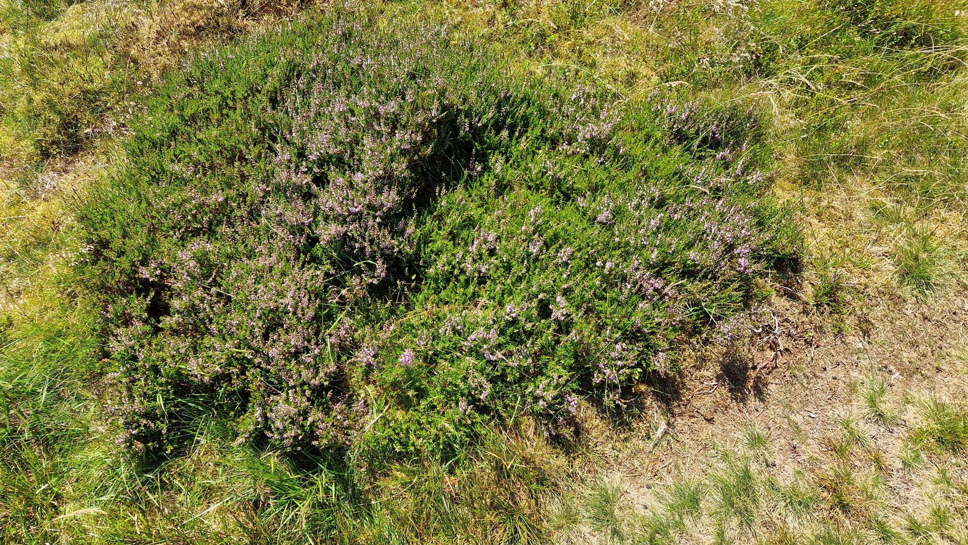 Purple flowered bush