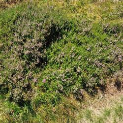 Purple flowered bush