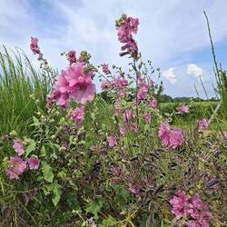 Rosa Sommerblüten
