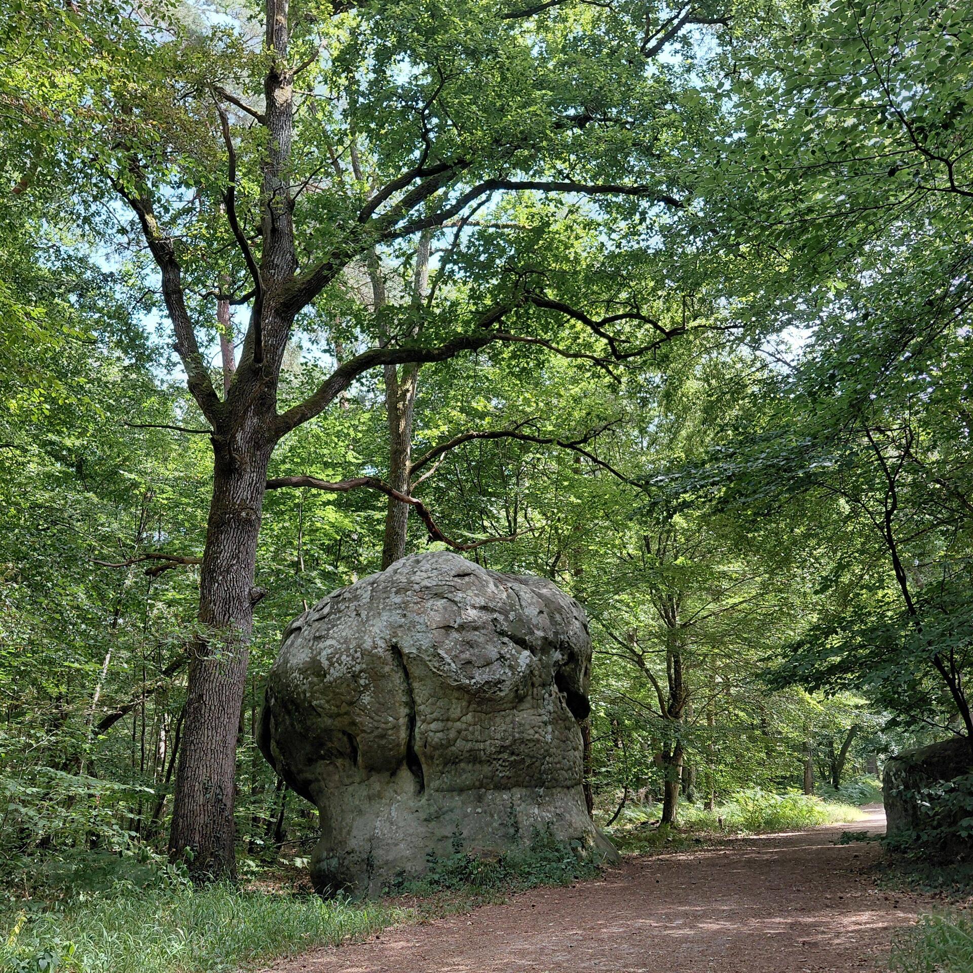 The boulders of Fontainebleau Forest