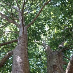 Huge Plane trees
