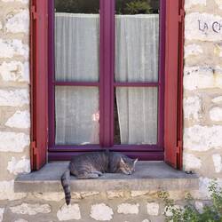 Le chat on the windowsill