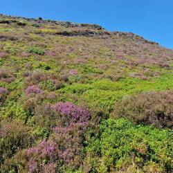 Purple everywhere