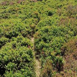 Extremely narrow path through Billberrry bushes