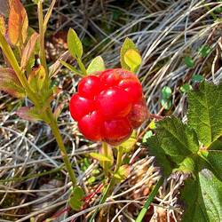 Erste Moltebeeren können gepflückt werden.