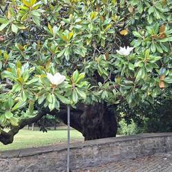 A HUGE magnolia tree