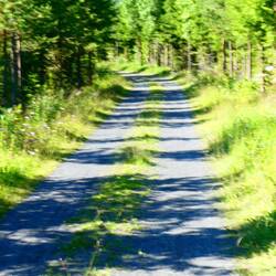 Some nice walking - firm underfoot and reasonably shady