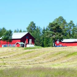 The meadow has been mown, and the grass drying before collecting it into the large cylindrical nales