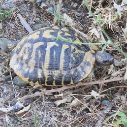 Eine Schildkröte kreuzt unseren Weg