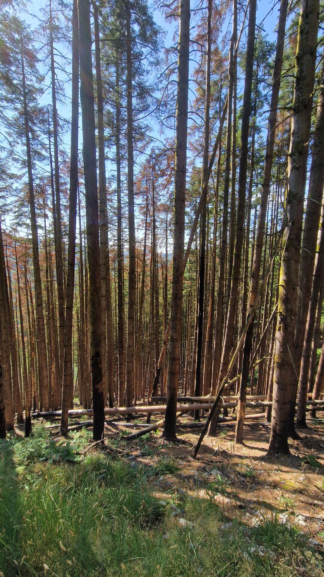 Forestry on very steep hillside. The track I had to the descend was extremely steep