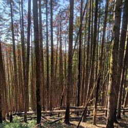 Forestry on very steep hillside. The track I had to the descend was extremely steep
