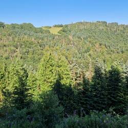 View across to the north side of the Vale of Rheidol illustrating large areas of dead trees